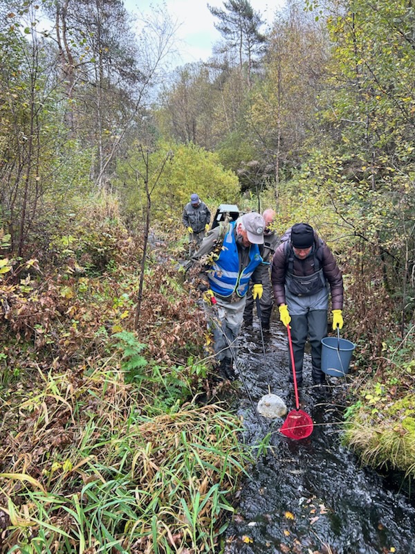 Artikkelbilde til artikkelen Elfiske Ådlandsbekken 2. oktober 2025